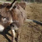 Állatsimogató - Fenyvespuszta Balatonmagyaród - 