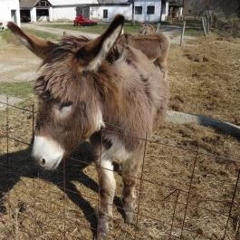 Állatsimogató - Fenyvespuszta Balatonmagyaród - Egyéb