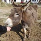 Állatsimogató - Fenyvespuszta Balatonmagyaród - 