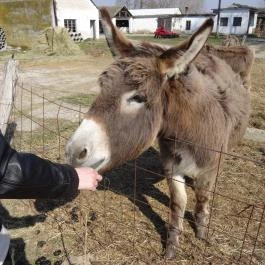 Állatsimogató - Fenyvespuszta Balatonmagyaród - Egyéb