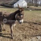 Állatsimogató - Fenyvespuszta Balatonmagyaród - 