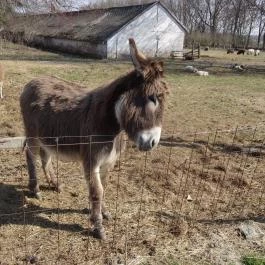 Állatsimogató - Fenyvespuszta Balatonmagyaród - Egyéb