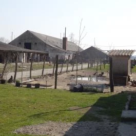 Állatsimogató - Fenyvespuszta Balatonmagyaród - Egyéb