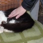 Állatsimogató - Fenyvespuszta Balatonmagyaród - 