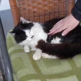 Állatsimogató - Fenyvespuszta Balatonmagyaród - Egyéb