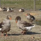 Állatsimogató - Fenyvespuszta Balatonmagyaród - 