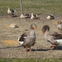 Állatsimogató - Fenyvespuszta Balatonmagyaród - Egyéb