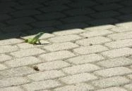 BalatoniBob Szabadidőpark Balatonfűzfő