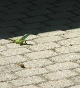 BalatoniBob Szabadidőpark