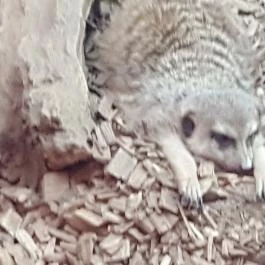 Bambara Hotel Felsőtárkány - Egyéb