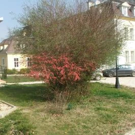 Batthyány Kastélyszálló Zalacsány - Medence/kert