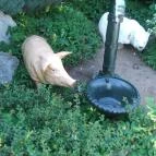 Bergmann Cukrászda Balatonfüred - Egyéb