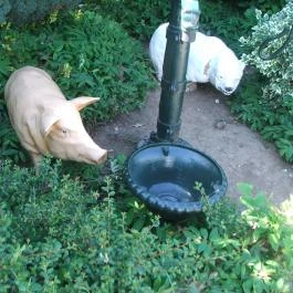 Bergmann Cukrászda Balatonfüred - Egyéb