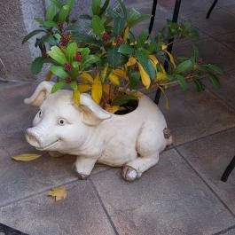 Bergmann Cukrászda - Zsigmond utca, Balatonfüred - Külső kép