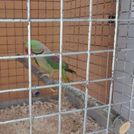 Bistrorante-84 Rábapaty - Egyéb