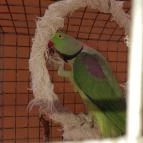 Bistrorante-84 Rábapaty - Egyéb