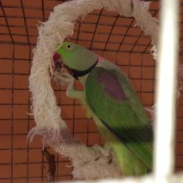 Bistrorante-84 Rábapaty - Egyéb