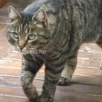 Chianti Étterem Veszprém - Egyéb