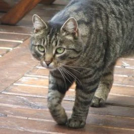 Chianti Étterem Veszprém - Egyéb