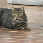 Chianti Étterem Veszprém - Egyéb