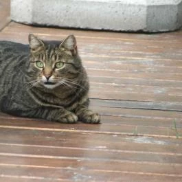 Chianti Étterem Veszprém - Egyéb