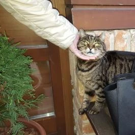 Chianti Étterem Veszprém - Egyéb