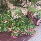 Corso Cafe Kávézó & Fagylaltozó Hévíz - Külső kép