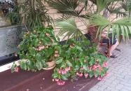 Corso Cafe Kávézó & Fagylaltozó Hévíz