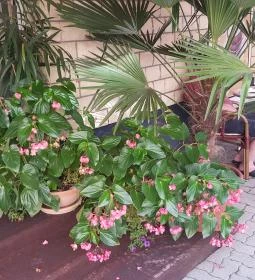 Corso Cafe Kávézó & Fagylaltozó