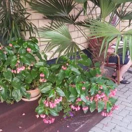 Corso Cafe Kávézó & Fagylaltozó Hévíz - Külső kép