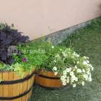 Csopi Fagyizó Csopak - Külső kép