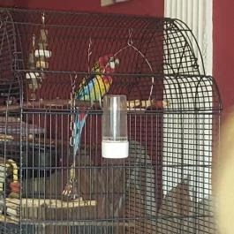 Fekete Bors Étterem Veszprém - Egyéb