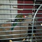 Fekete Bors Étterem Veszprém - Egyéb