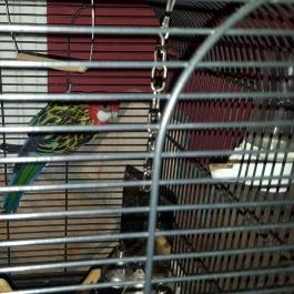 Fekete Bors Étterem Veszprém - Egyéb