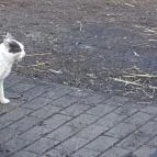 Fenyőharaszt Kastélyszálló Verseg - Egyéb