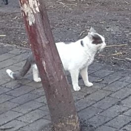 Fenyőharaszt Kastélyszálló, Verseg - Egyéb