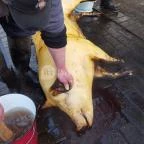 Fenyőharaszt Kastélyszálló Verseg - Egyéb