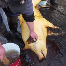 Fenyőharaszt Kastélyszálló, Verseg - Egyéb