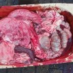 Fenyőharaszt Kastélyszálló Verseg - Egyéb