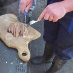 Fenyőharaszt Kastélyszálló Verseg - Vendéglátás