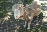 Festetics Imre Állatpark Keszthely