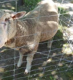 Festetics Imre Állatpark