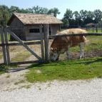 Festetics Imre Állatpark Keszthely - 