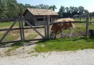 Festetics Imre Állatpark Keszthely