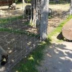 Festetics Imre Állatpark Keszthely - 