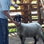 Festetics Imre Állatpark Keszthely - 