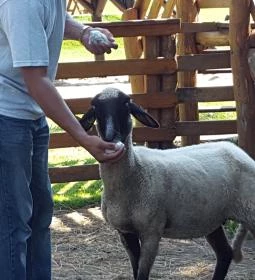 Festetics Imre Állatpark