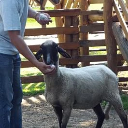 Festetics Imre Állatpark, Keszthely - 