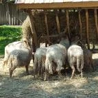 Festetics Imre Állatpark Keszthely - 