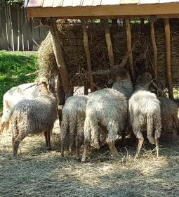 Festetics Imre Állatpark